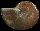 Flashy Red Iridescent Ammonite - Wide #52309-1